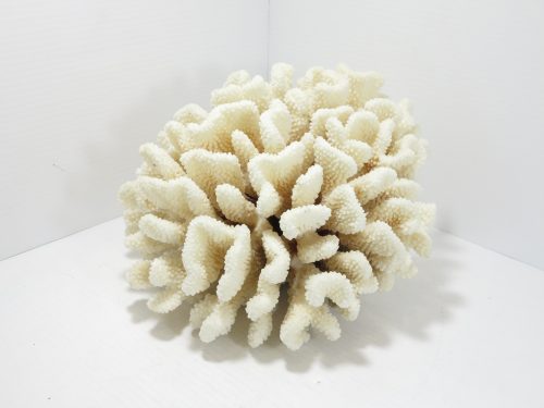 Cauliflower Coral Extra Large Specimen 6lb 10oz 11”x9”x7”